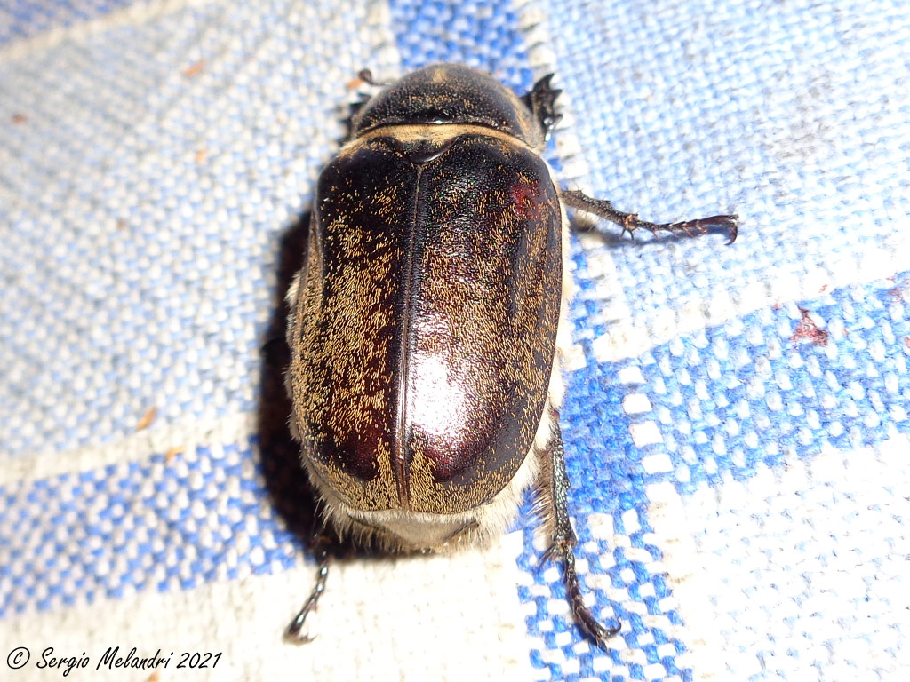 Melolonthidae: Anoxia ? S, femmina di A. villosa.